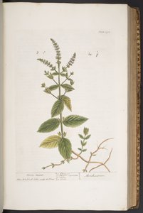 プレート 292、「A Curious Herbal」より 作： Elizabeth Blackwell