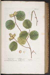 プレート 293、「A Curious Herbal」より 作： Elizabeth Blackwell