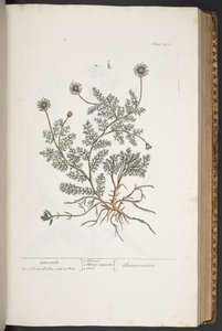 プレート 298、「A Curious Herbal」より 作： Elizabeth Blackwell