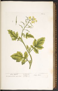 プレート 29、ホワイト マスタード、「A Curious Herbal」より 作： Elizabeth Blackwell