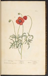 プレート 2、レッド ポピー、「A Curious Herbal」より 作： Elizabeth Blackwell