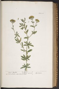 プレート 300、「A Curious Herbal」より 作： Elizabeth Blackwell