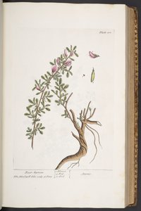 「A Curious Herbal」のプレート 301、Rest-harrow 作： Elizabeth Blackwell
