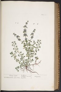 プレート 302、「A Curious Herbal」より 作： Elizabeth Blackwell
