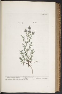 プレート 304、「A Curious Herbal」より 作： Elizabeth Blackwell
