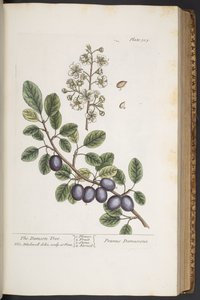 プレート 305、「A Curious Herbal」より 作： Elizabeth Blackwell