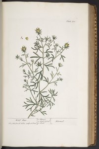 プレート 310、「A Curious Herbal」より 作： Elizabeth Blackwell