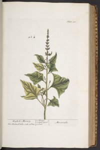 プレート 311、「A Curious Herbal」より 作： Elizabeth Blackwell