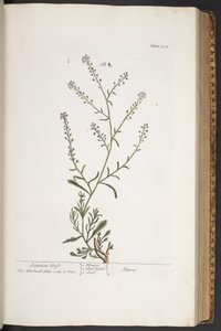 プレート 312、「A Curious Herbal」より 作： Elizabeth Blackwell