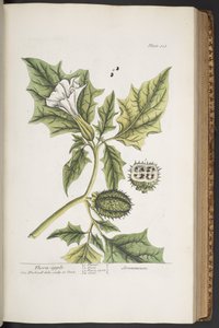 プレート 313、「A Curious Herbal」より 作： Elizabeth Blackwell
