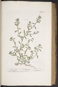 プレート 315、「A Curious Herbal」より 作： Elizabeth Blackwell