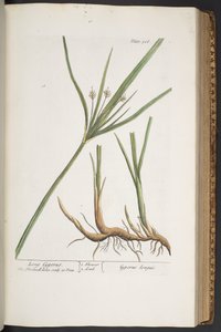 プレート 316、「A Curious Herbal」より 作： Elizabeth Blackwell