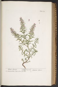 プレート 318、「A Curious Herbal」より 作： Elizabeth Blackwell