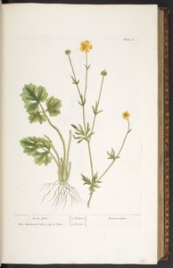 プレート 31、カラスの足、「A Curious Herbal」より 作： Elizabeth Blackwell