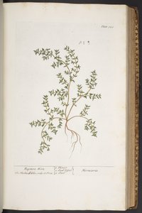 プレート 320、「A Curious Herbal」より 作： Elizabeth Blackwell