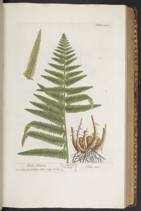 プレート 323、「A Curious Herbal」より 作： Elizabeth Blackwell