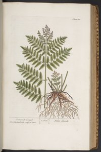 プレート 324、「A Curious Herbal」より 作： Elizabeth Blackwell