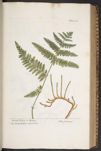 プレート 325、「A Curious Herbal」より 作： Elizabeth Blackwell