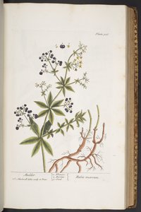 プレート 326、「A Curious Herbal」より 作： Elizabeth Blackwell