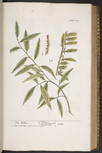 プレート 327、「A Curious Herbal」より 作： Elizabeth Blackwell
