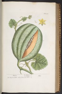 プレート 329、「A Curious Herbal」より 作： Elizabeth Blackwell