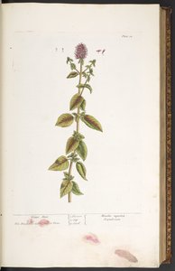 プレート 32、ウォーター ミント、「A Curious Herbal」より 作： Elizabeth Blackwell