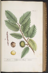 プレート 330、「A Curious Herbal」より 作： Elizabeth Blackwell