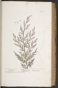 プレート 331、「A Curious Herbal」より 作： Elizabeth Blackwell