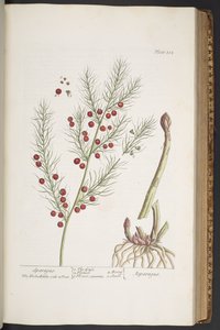 プレート 332、スパラガス、「A Curious Herbal」より 作： Elizabeth Blackwell