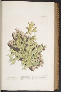 プレート 335、「A Curious Herbal」より 作： Elizabeth Blackwell