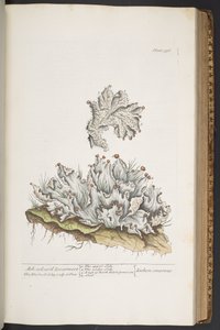 プレート 336、灰色のゼニゴケ、「A Curious Herbal」より 作： Elizabeth Blackwell
