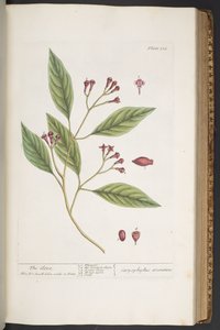 プレート 338、「A Curious Herbal」より 作： Elizabeth Blackwell
