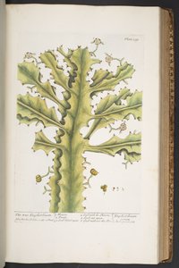 プレート 339、「A Curious Herbal」より 作： Elizabeth Blackwell