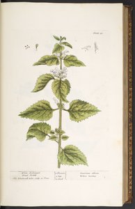 プレート 33、ホワイト アークエンジェル デッド イラクサ、「A Curious Herbal」より 作： Elizabeth Blackwell