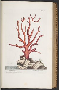 プレート 341、「A Curious Herbal」より 作： Elizabeth Blackwell