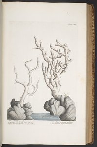 プレート 342、「A Curious Herbal」より 作： Elizabeth Blackwell