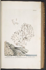 プレート 343、「A Curious Herbal」より 作： Elizabeth Blackwell