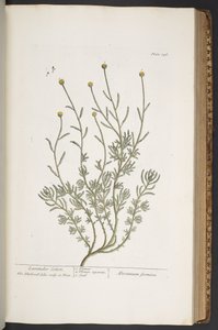 プレート 346、「A Curious Herbal」より 作： Elizabeth Blackwell