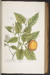プレート 349、「A Curious Herbal」より 作： Elizabeth Blackwell