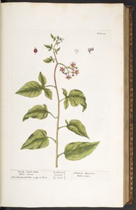 プレート 34、ウッディ ナイト シェード、ビター スウィート、「A Curious Herbal」より 作： Elizabeth Blackwell