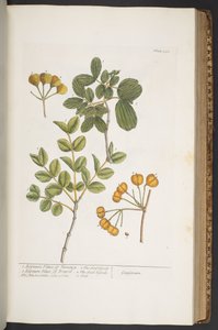 プレート 350、「A Curious Herbal」より 作： Elizabeth Blackwell