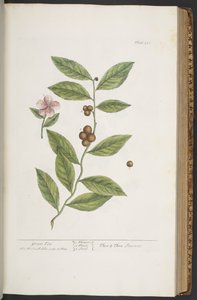 プレート 351、「A Curious Herbal」より 作： Elizabeth Blackwell