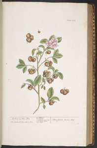プレート 352、「A Curious Herbal」より 作： Elizabeth Blackwell