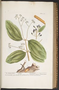 プレート 354、「A Curious Herbal」より 作： Elizabeth Blackwell