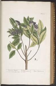 プレート 355、「A Curious Herbal」より 作： Elizabeth Blackwell