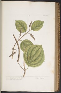 プレート 356、「A Curious Herbal」より 作： Elizabeth Blackwell