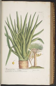 プレート 358、「A Curious Herbal」より 作： Elizabeth Blackwell