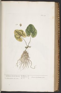 プレート 359、「A Curious Herbal」より 作： Elizabeth Blackwell