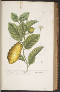 プレート 361、「A Curious Herbal」より 作： Elizabeth Blackwell