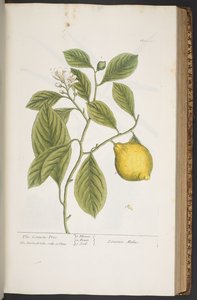 プレート 362、「A Curious Herbal」より 作： Elizabeth Blackwell